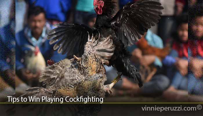 Tips to Win Playing Cockfighting